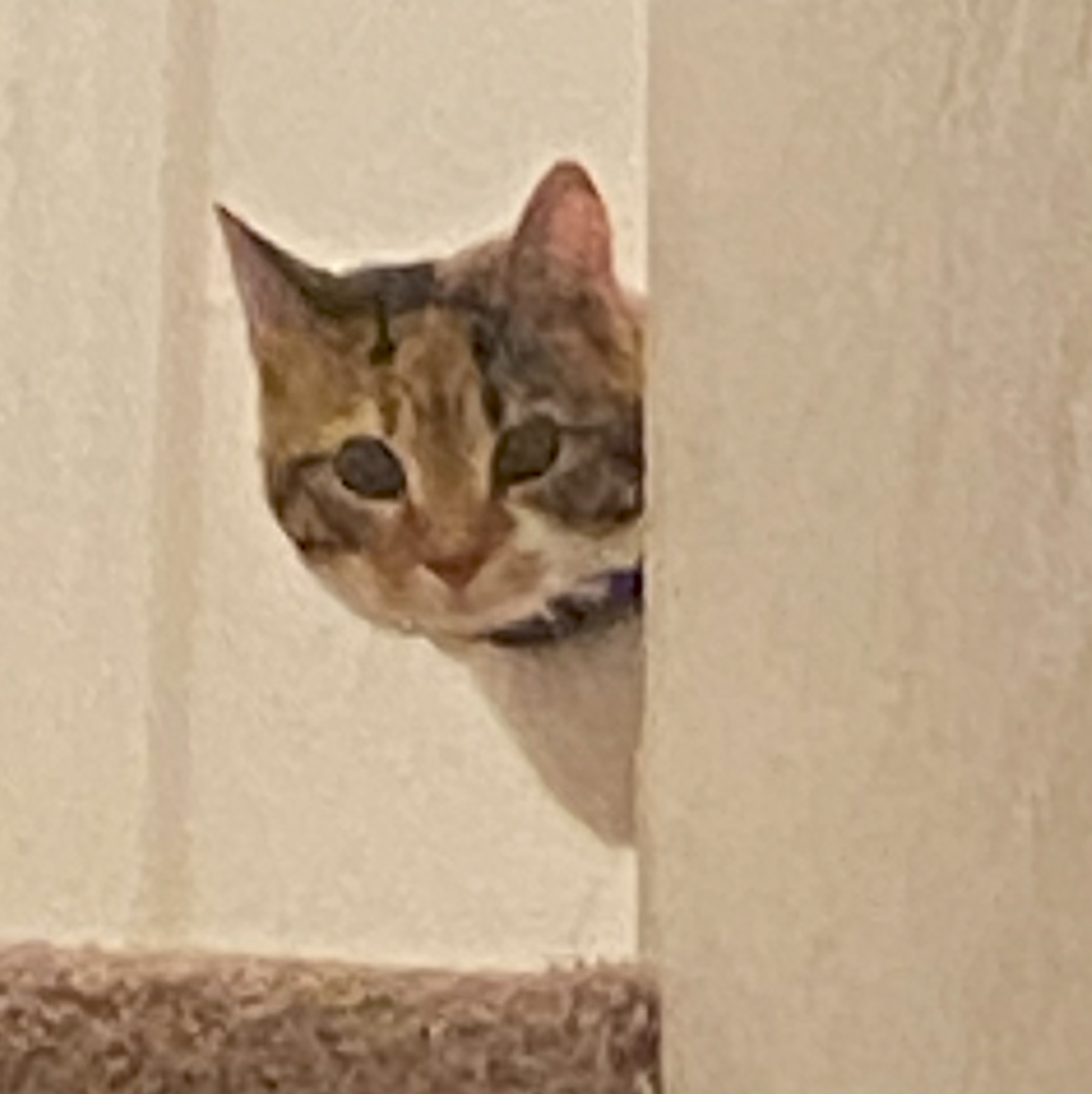me but its a cat so its not me since im a human